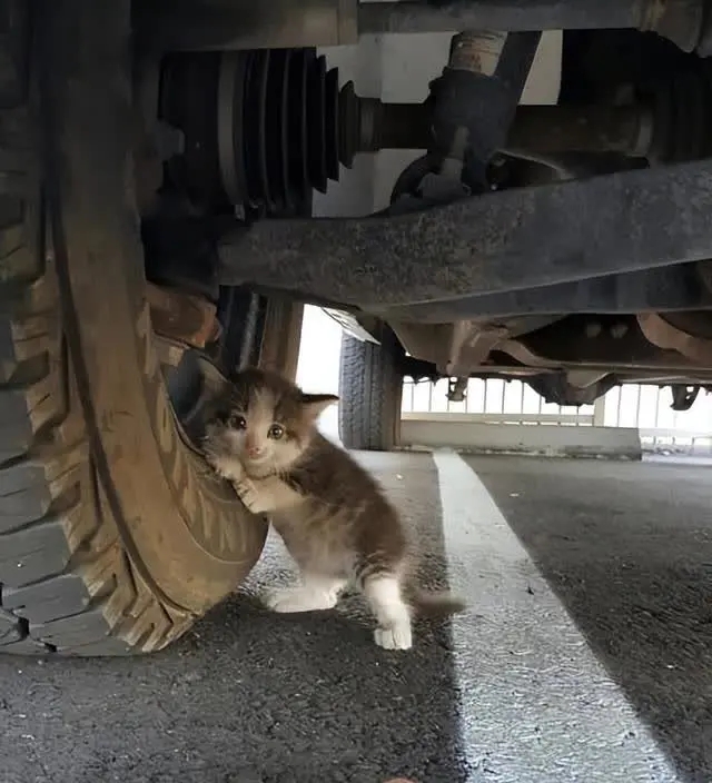 车底下见到一只小奶猫