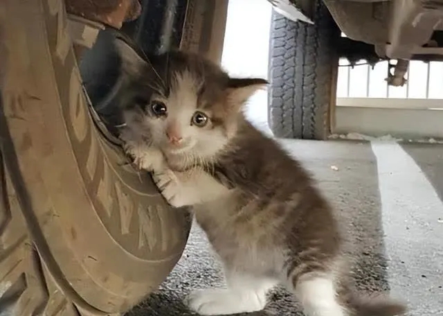 车底下见到一只小奶猫