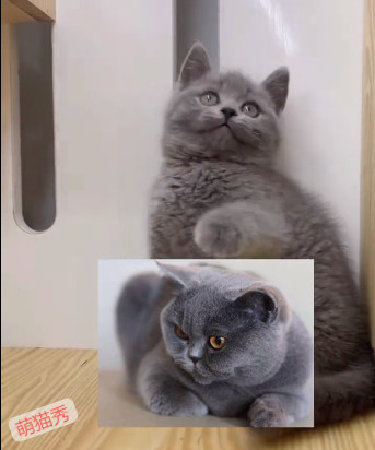 英短有哪些品种和颜色,以及常见的10大种类鉴别