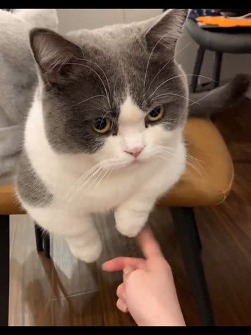 给我玩一下jio jio怎么啦