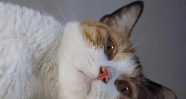 车底下见到一只小奶猫