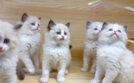 好阔爱滴布偶猫