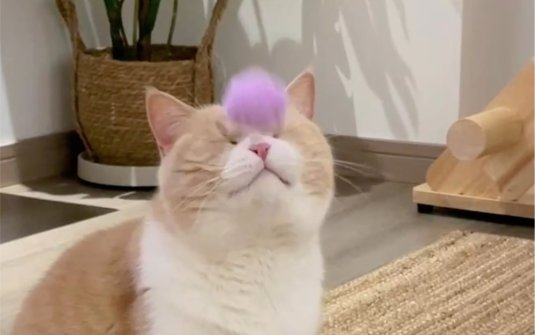 我说喵的速度是人类的10倍,这回你信了吧