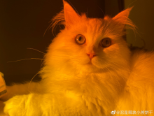 猫咪为什么喜欢看人洗澡?原来只是童心未泯