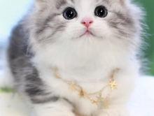 拿破仑猫好养吗,拿破仑矮脚猫适合新手养吗