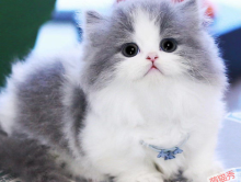 拿破仑矮脚猫属于什么品种,拿破仑猫怎么配出来