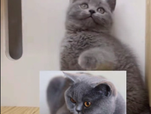 英短有哪些品种和颜色,以及常见的10大种类鉴别