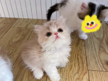 乳白拿破仑矮脚猫多少钱一只,价格为什么这么贵