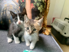 如何处理不想养的猫?宠物猫不想养了这样处理更好