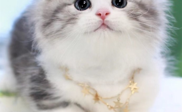 拿破仑猫好养吗，拿破仑矮脚猫适合新手养吗