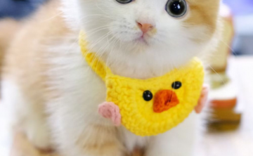 公猫和母猫的性格区别，哪一种更适合女生养