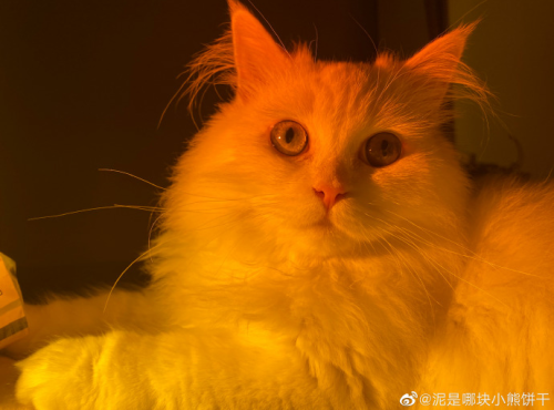 猫咪为什么喜欢看人洗澡?原来只是童心未泯