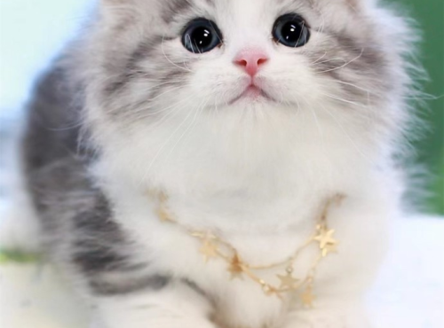 拿破仑猫好养吗,拿破仑矮脚猫适合新手养吗