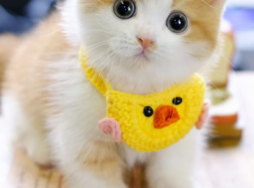 公猫和母猫的性格区别,哪一种更适合女生养