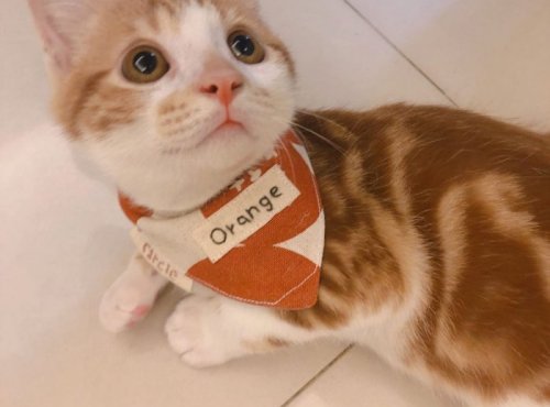 上班路上捡到一只混美短纹的橘猫