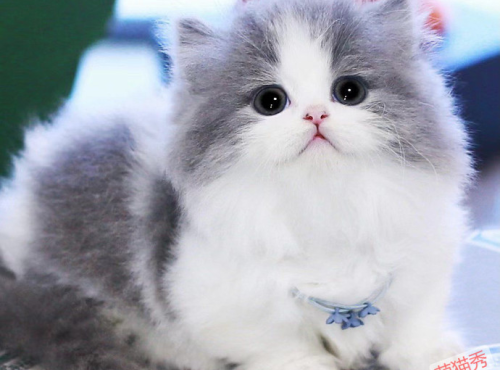 拿破仑矮脚猫属于什么品种,拿破仑猫怎么配出来