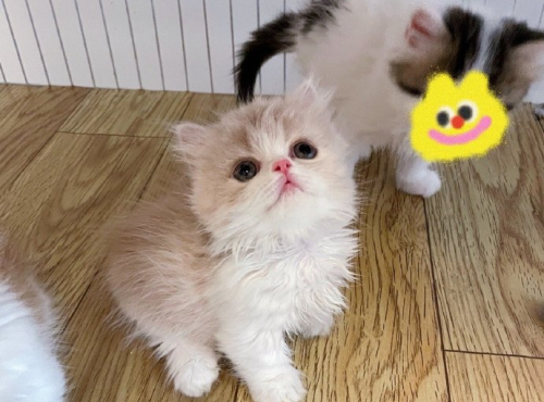 乳白拿破仑矮脚猫多少钱一只,价格为什么这么贵