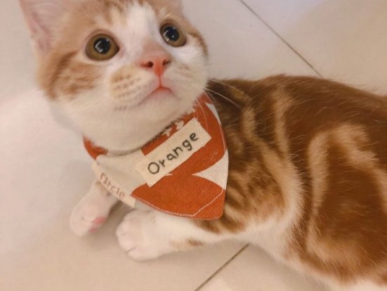 上班路上捡到一只混美短纹的橘猫