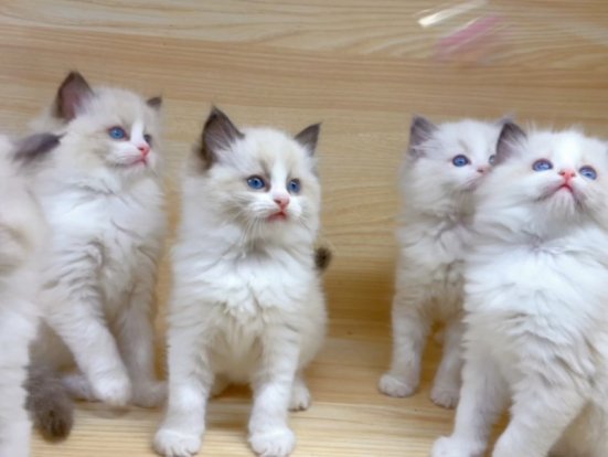 好阔爱滴布偶猫