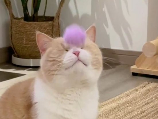 我说喵的速度是人类的10倍，这回你信了吧